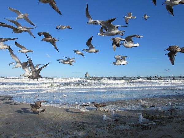 10 Tage Urlaub an der Ostsee in Zingst, Mecklenburg-Vorpommern Aktuelle Ostseereisen online kaufen