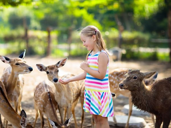 3 Tage Heimat-Genuss inkl. Wildpark Ringhotel Altstadt in Güstrow, Mecklenburg-Vorpommern inkl. Frühstück Aktuelle Ostseereisen online kaufen