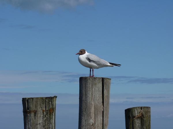 Endlich wieder Ostseeluft! 13 Tage in Zingst, Mecklenburg-Vorpommern Aktuelle Ostseereisen online kaufen