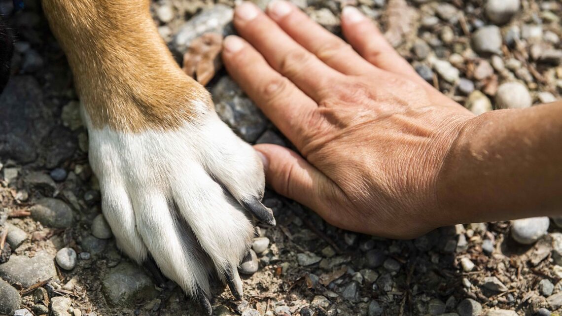 Urlaub mit Hund an der Ostsee: Die besten Reiseziele und Tipps