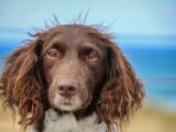 wo kann man mit hund an der ostsee urlaub machen