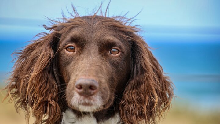 Wo kann man mit Hund an der Ostsee Urlaub machen? Die besten Reiseziele und Tipps