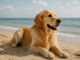 Mit dem Hund an die Ostsee – Gesundheitsvorsorge, Sicherheit und echtes Wohlbefinden für vierbeinige Urlaubspartner