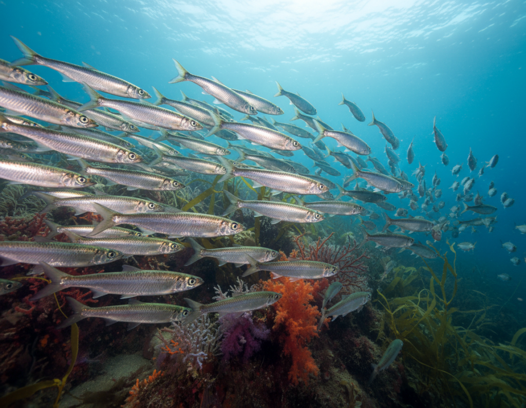 A dynamic underwater scene showcasing a school of herring swimming gracefully in the Baltic Sea. In the foreground, clusters of shimmering herring glisten with iridescent scales, their bodies reflecting the sunlight filtering through the water. The middle ground features a diverse marine habitat with soft coral structures and swaying seaweed, adding depth and texture to the environment. In the background, the deep blue ocean fades into a serene horizon where light dances on the surface. The lighting is soft and natural, reminiscent of a clear day, illuminating the scene with a tranquil glow. The overall atmosphere is peaceful and vibrant, capturing the essence of seasonal fish migrations in a biodiverse marine ecosystem. A dynamic underwater scene showcasing a school of herring swimming gracefully in the Baltic Sea. In the foreground, clusters of shimmering herring glisten with iridescent scales, their bodies reflecting the sunlight filtering through the water. The middle ground features a diverse marine habitat with soft coral structures and swaying seaweed, adding depth and texture to the environment. In the background, the deep blue ocean fades into a serene horizon where light dances on the surface. The lighting is soft and natural, reminiscent of a clear day, illuminating the scene with a tranquil glow. The overall atmosphere is peaceful and vibrant, capturing the essence of seasonal fish migrations in a biodiverse marine ecosystem.