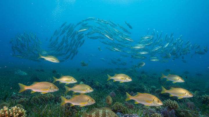 Fische Flensburger Förde – Artenvielfalt entdecken