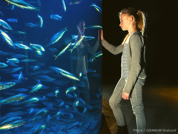 3 Tage Ozeaneum & Mee(h)r Hotel am Jungfernstieg in Stralsund, Mecklenburg-Vorpommern inkl. Frühstück