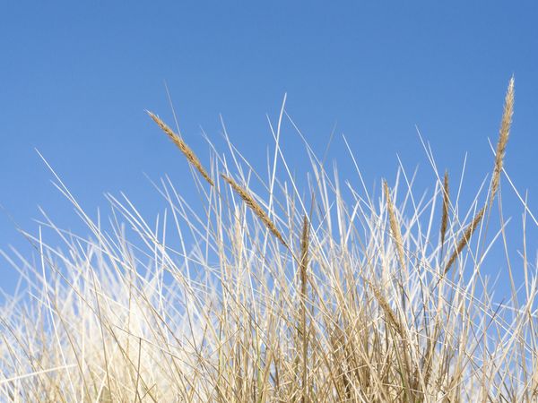 6 Tage Rügenkurztrip - Mee(h)r erleben in Buschvitz, Mecklenburg-Vorpommern inkl. Halbpension Plus