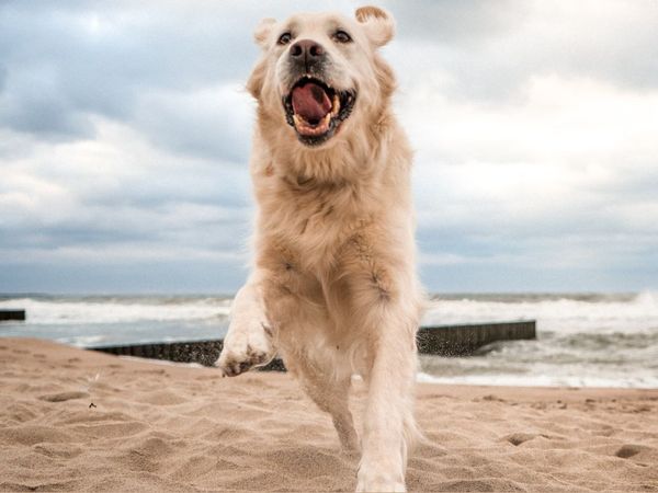 Kurzurlaub mit Hund an der Ostsee / 3 Tage in Kappeln (Schleswig-Holstein) inkl. Frühstück