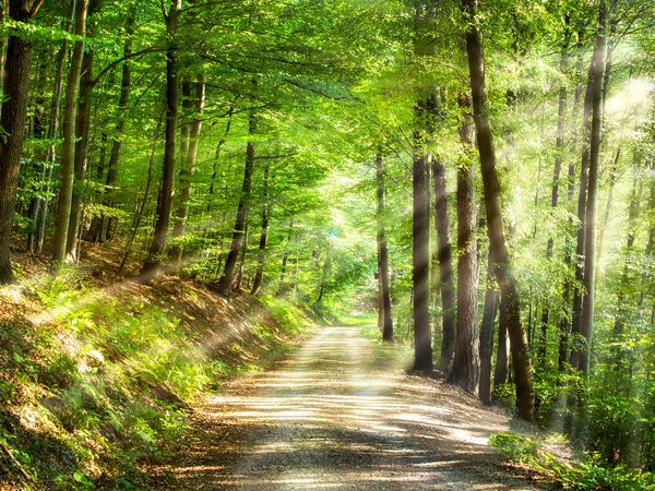 7 Tage Schwarzwald-Detox-Woche in Loßburg, Baden-Württemberg inkl. Halbpension