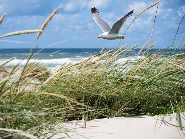 3 Tage Ostsee-Kurztrip inkl. HP+ zum Knallerpreis! in Buschvitz, Mecklenburg-Vorpommern inkl. Halbpension Plus
